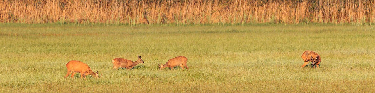 roe deer  deer  family free photo