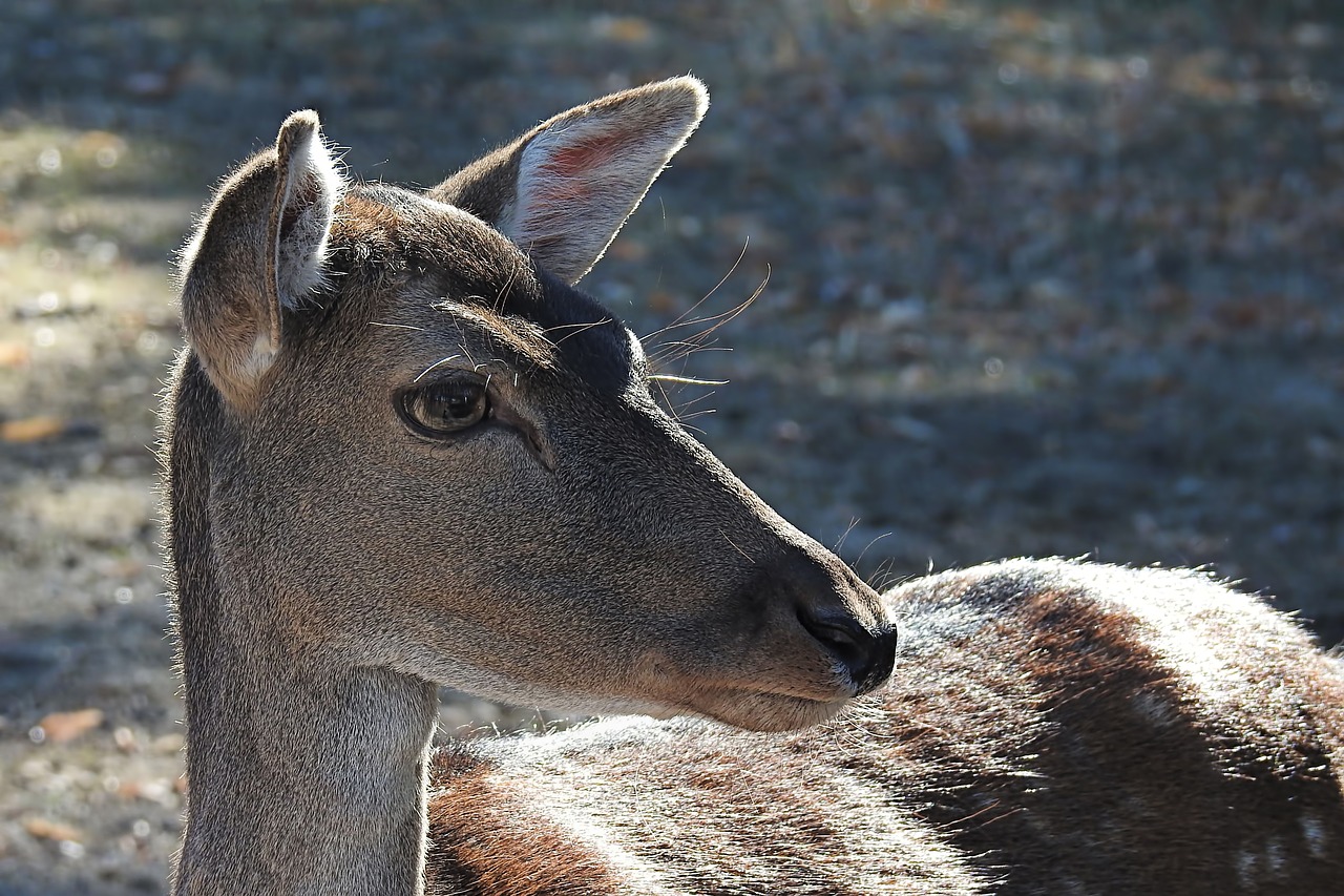 roe deer  wild  fallow deer free photo