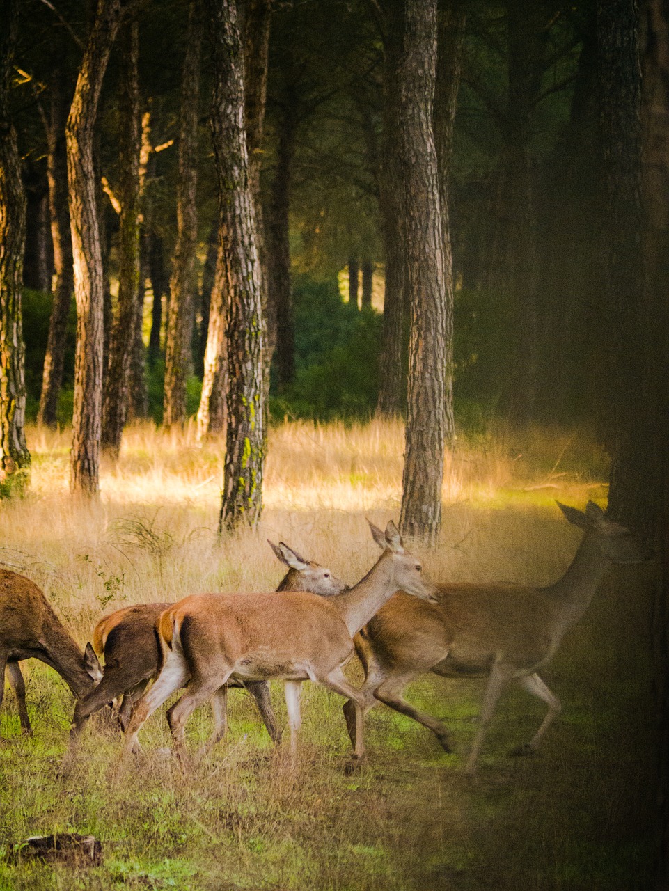 roe deer  flock  nature free photo