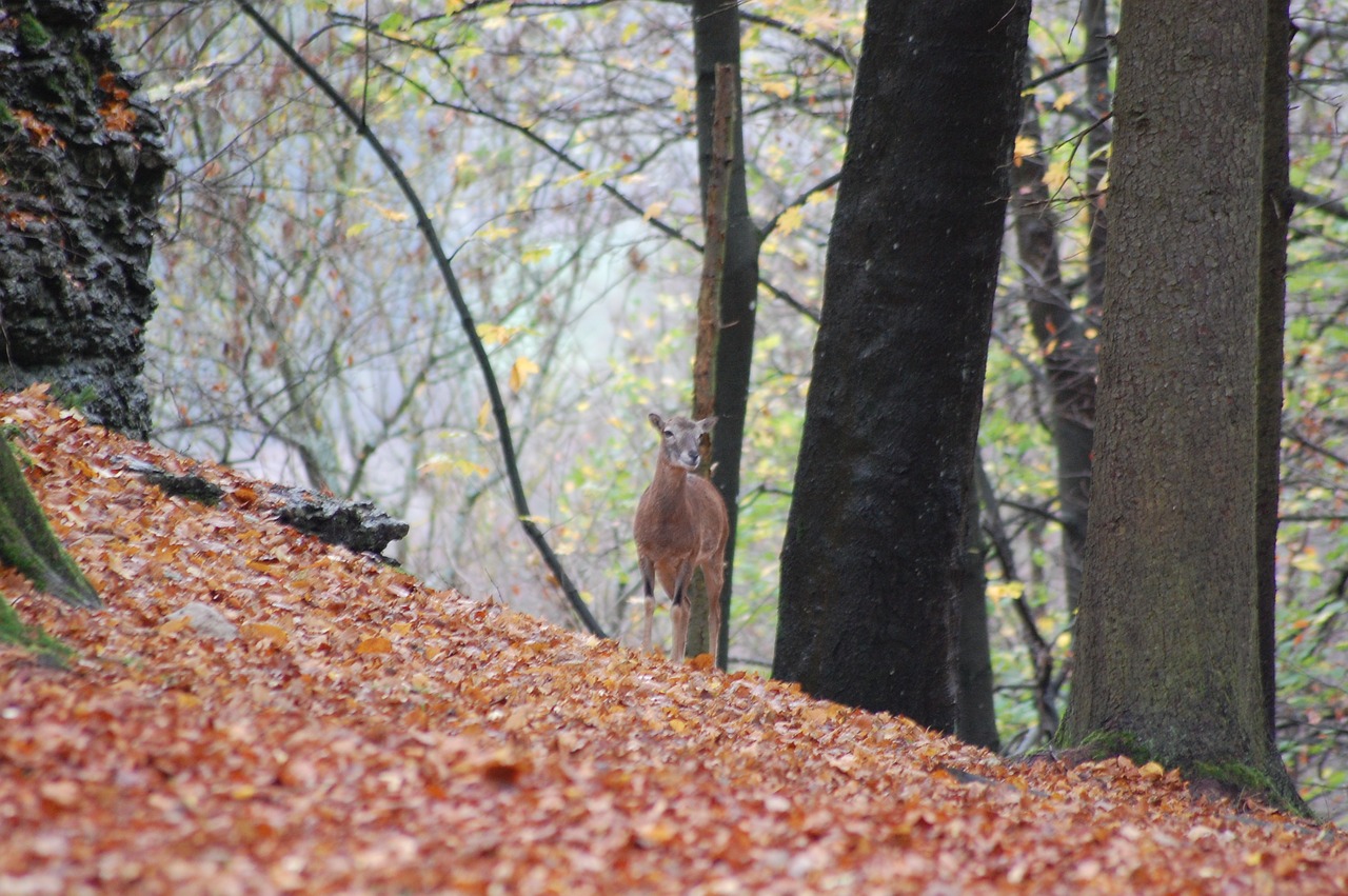 roe deer  red deer  wild free photo