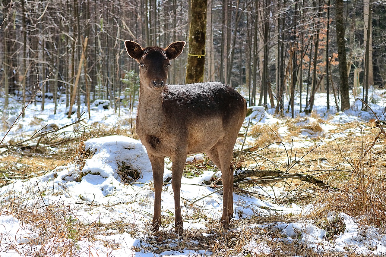 roe deer  forest  nature free photo