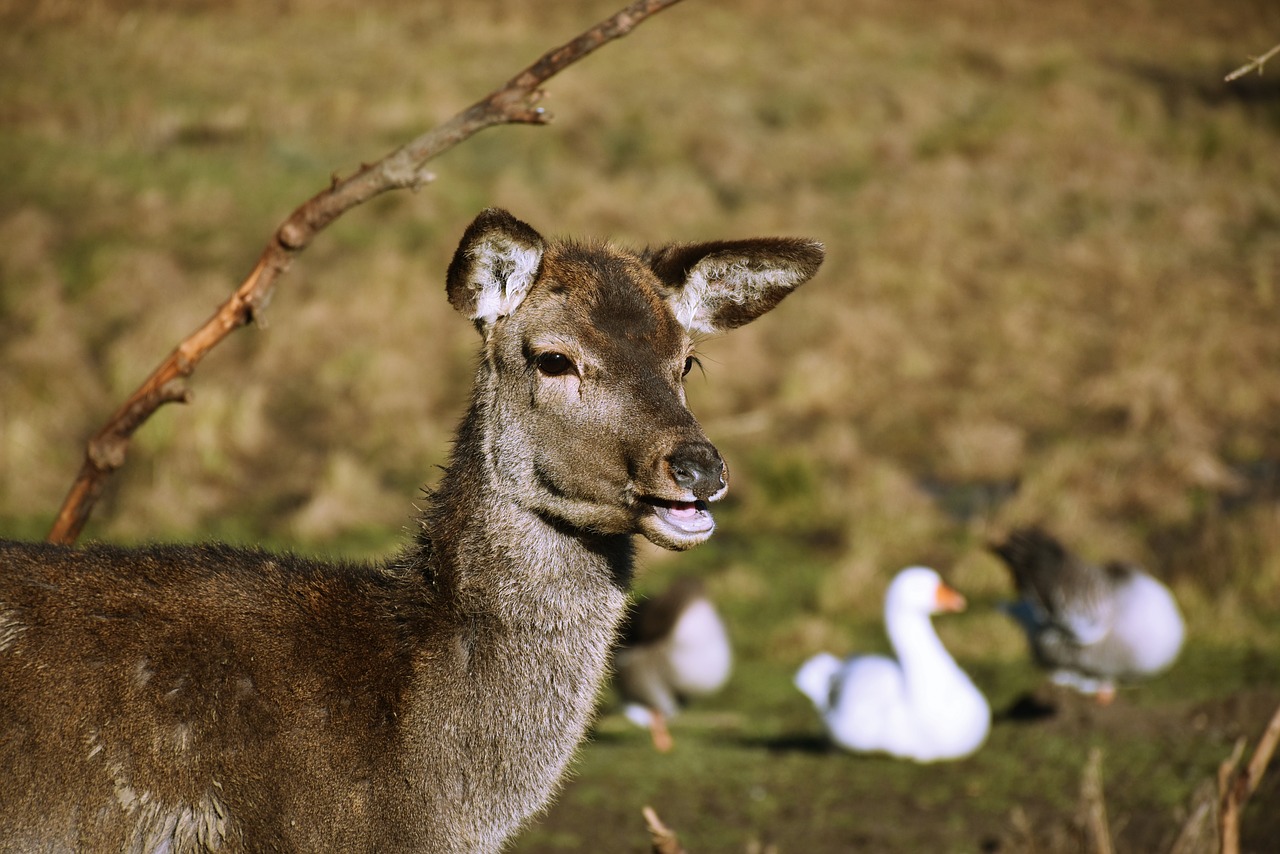 roe deer  wild  deer park free photo