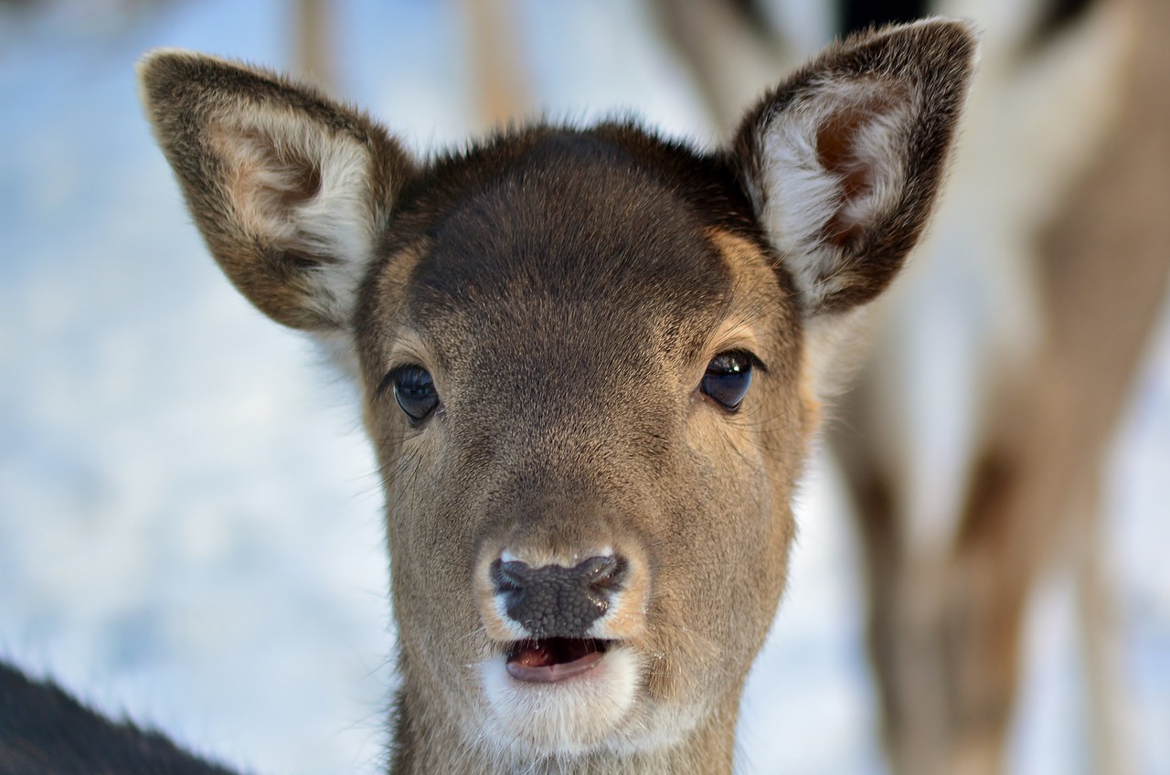 roe deer  winter  snow free photo