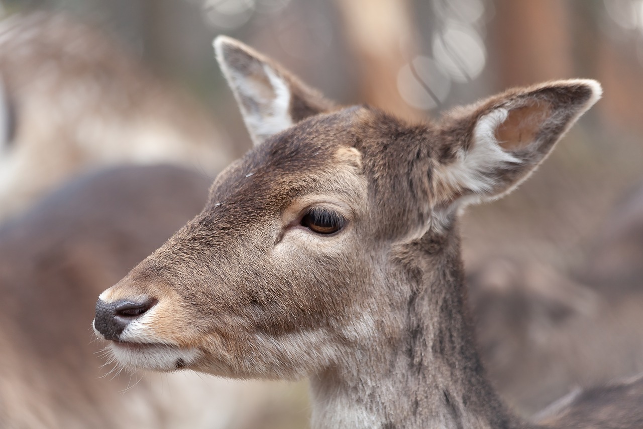 roe deer  fallow deer  wild free photo