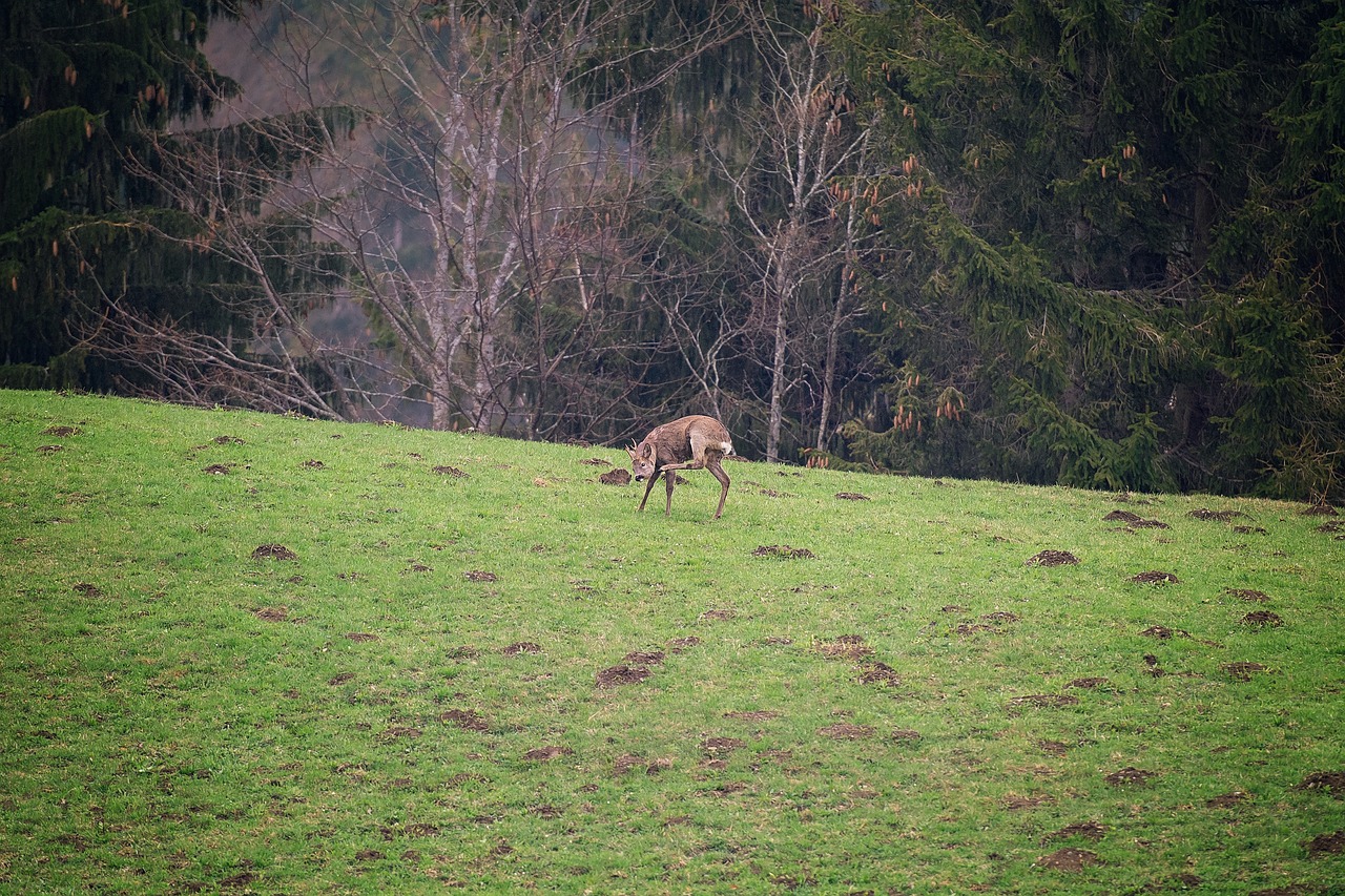 roe deer  wild  red deer free photo