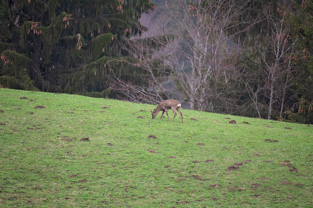 roe deer  wild  red deer free photo