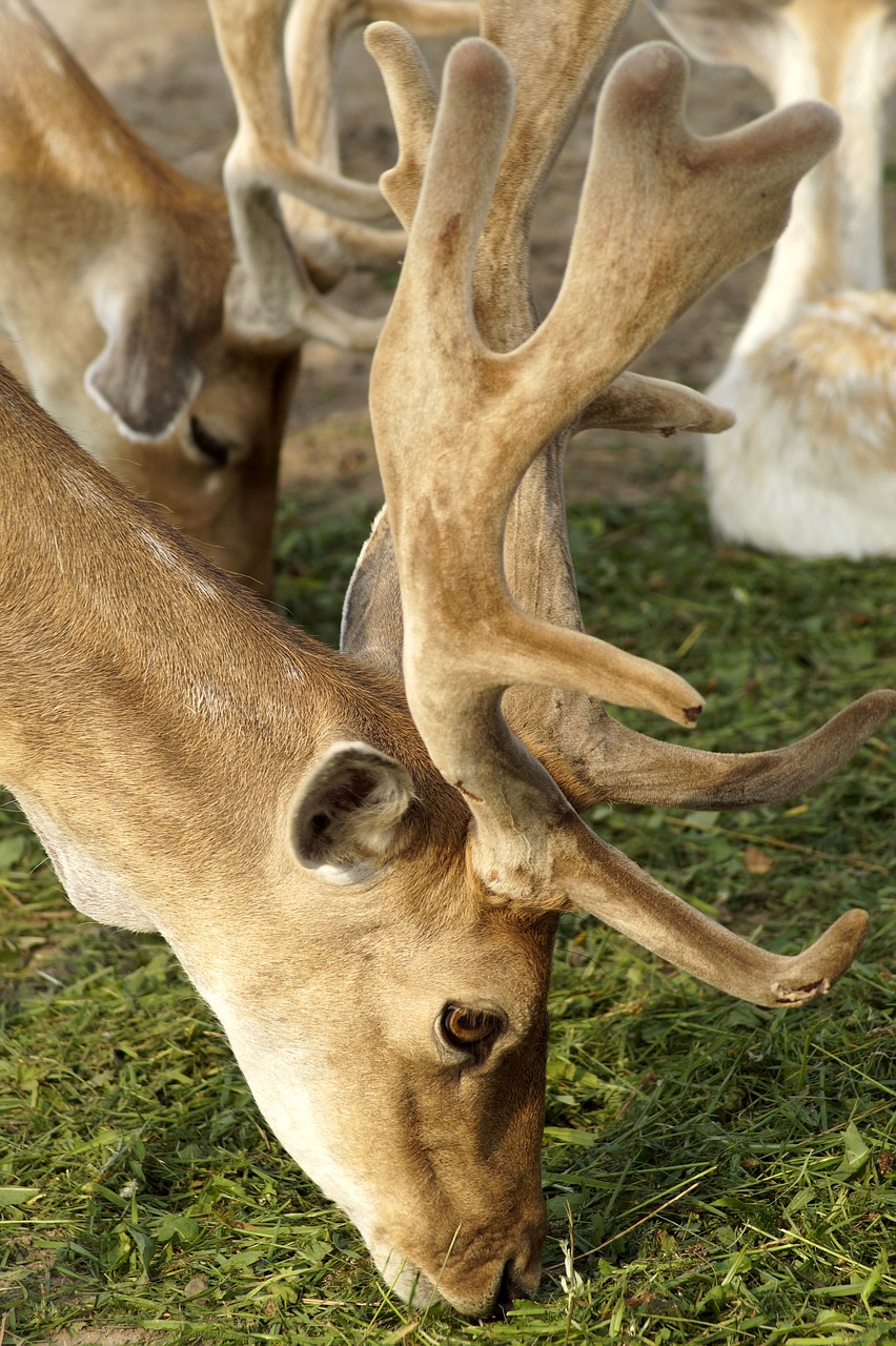 roe deer  hirsch  forest free photo