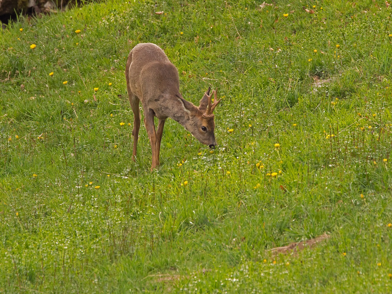 roe deer  wild animal  forest dwellers free photo