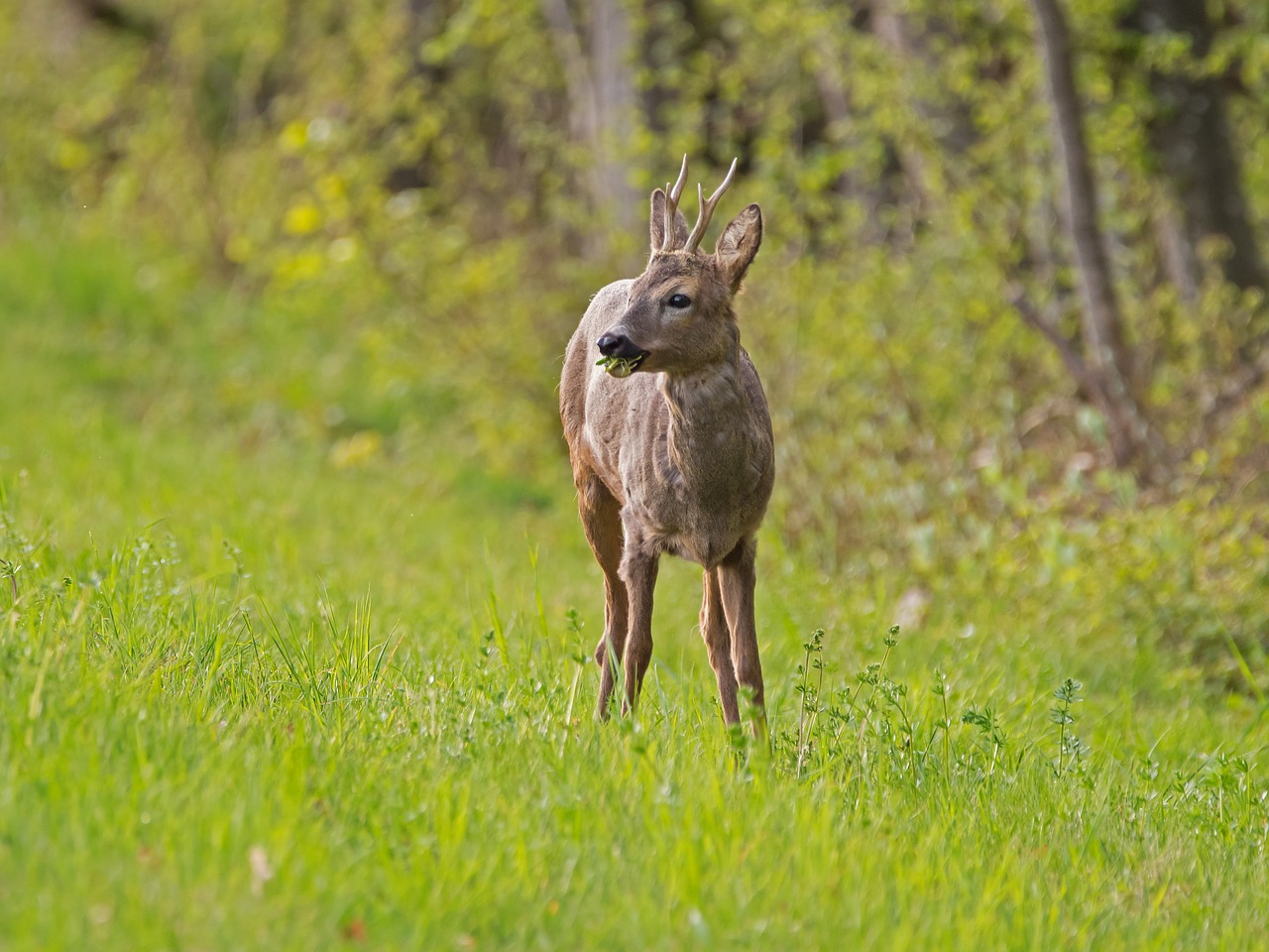 roe deer  wild animal  freilebend free photo