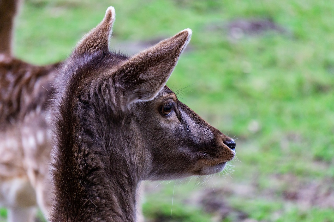 roe deer  animal  forest free photo