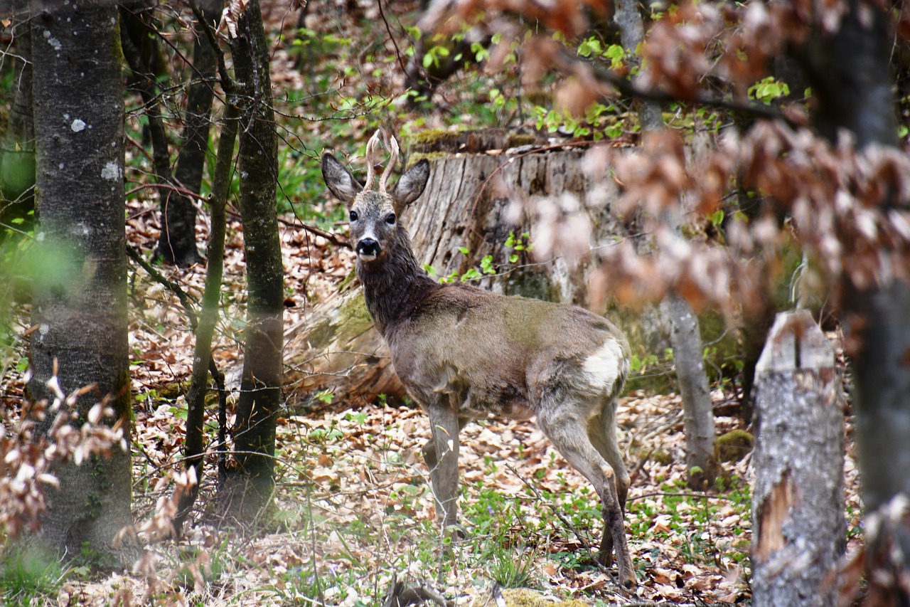 roe deer  ruminant  paarhufer free photo