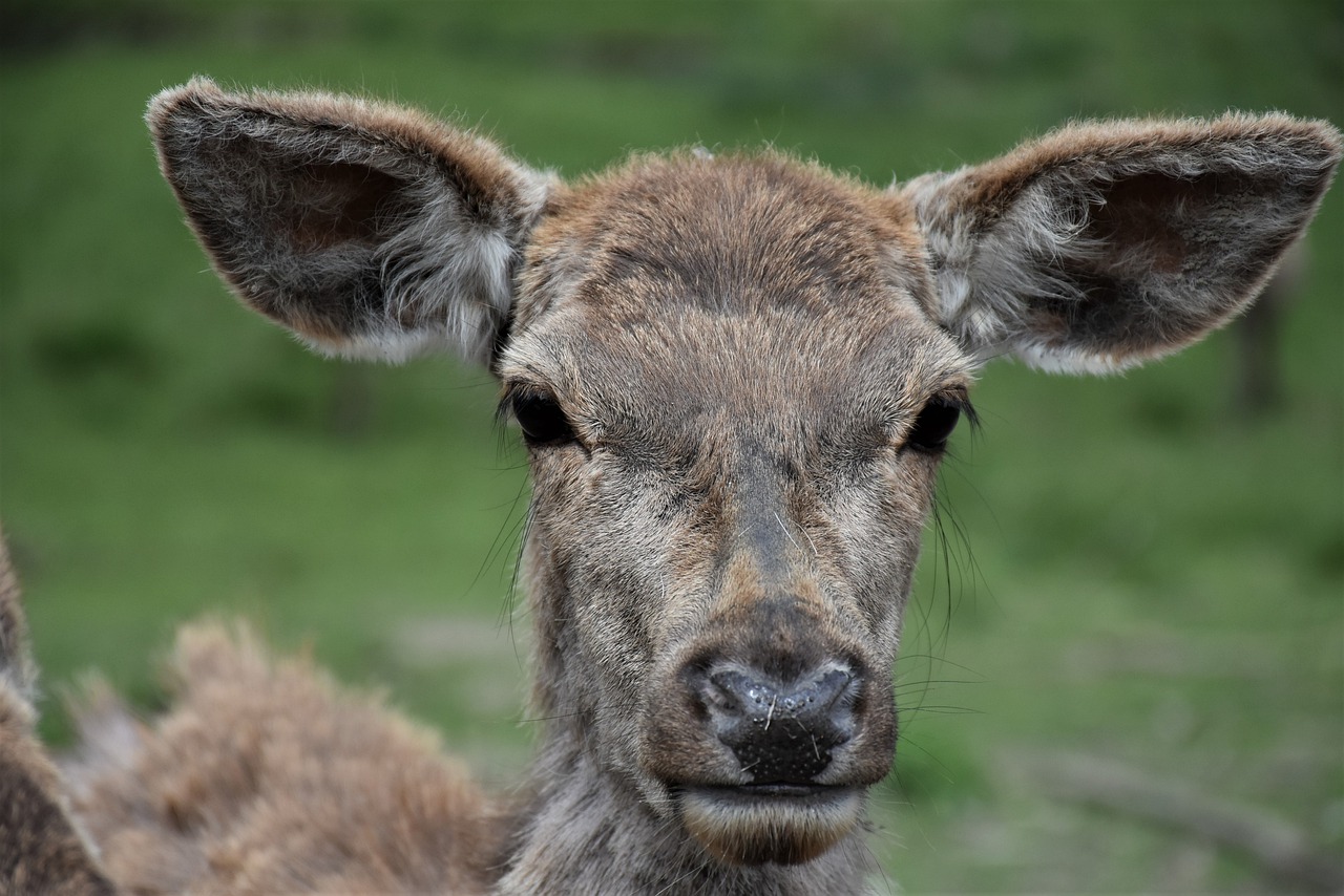 roe deer  wild  deer park free photo