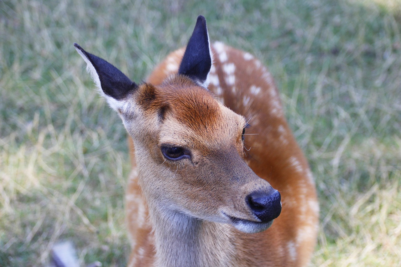 roe deer  animal  nature free photo