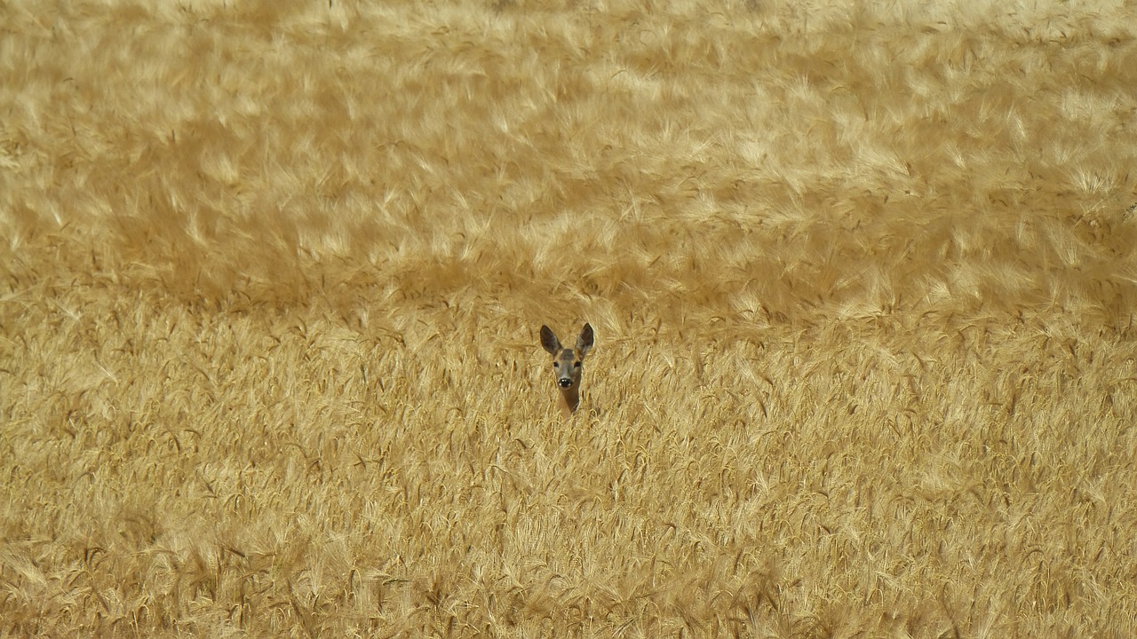 roe deer hidden cornfield free photo