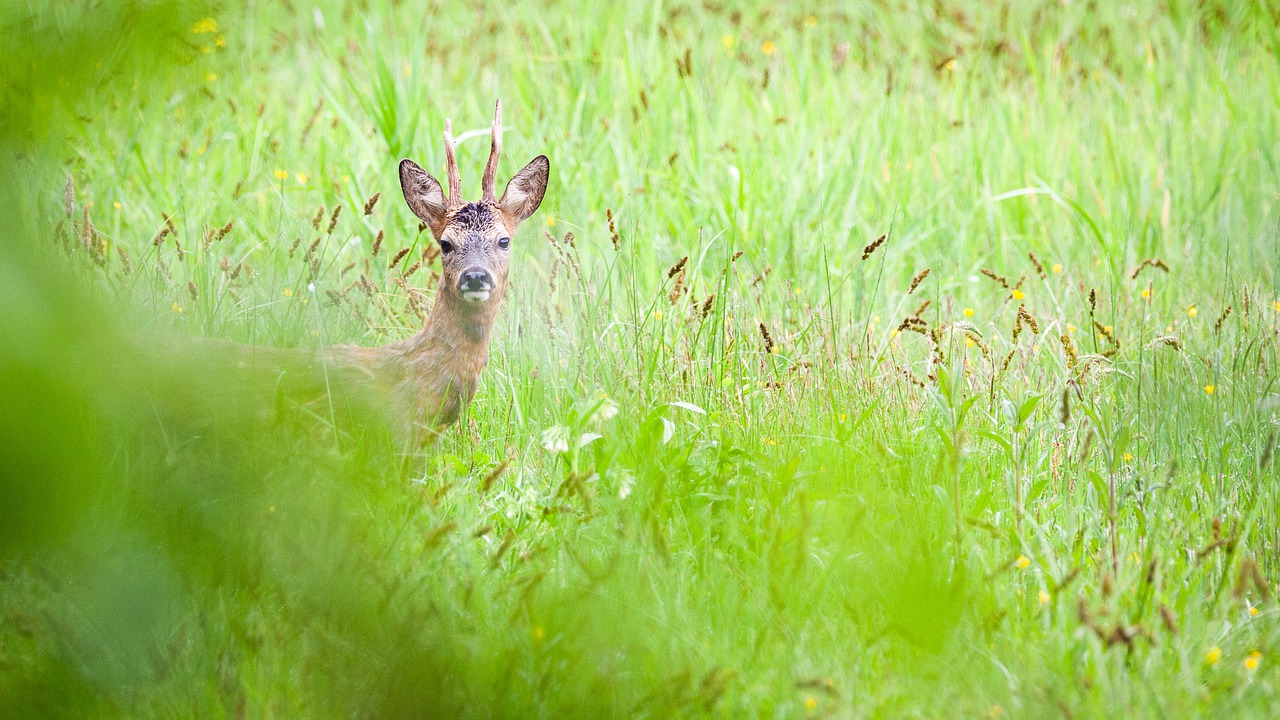 roe deer  animals  sauvage free photo