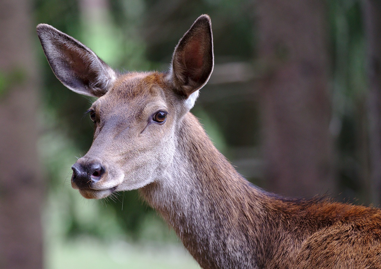 roe deer  forest  red deer free photo