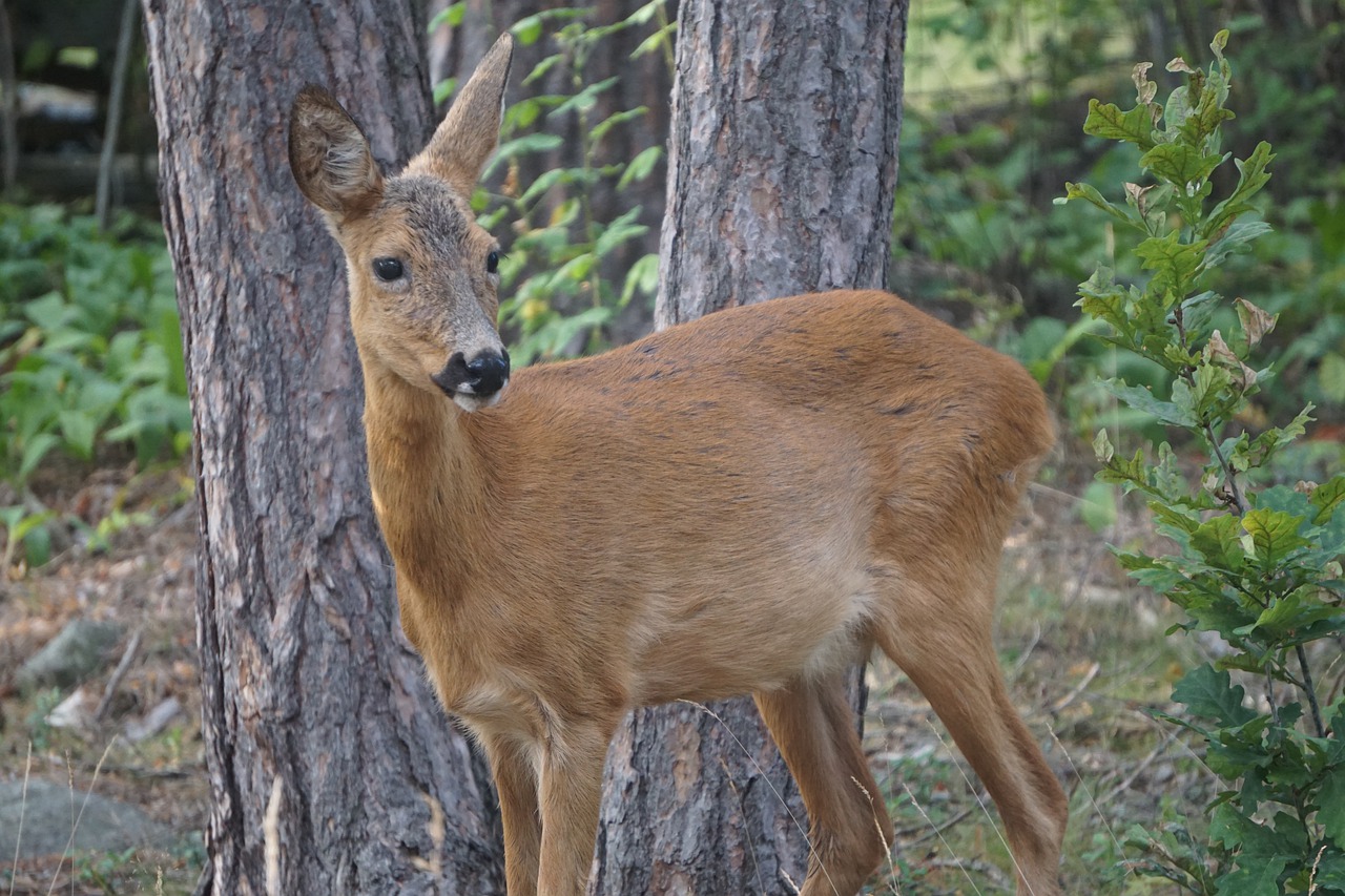 roe deer  pine  forest free photo