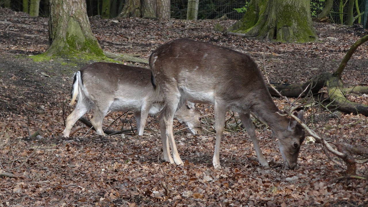 roe deer forest wild free photo