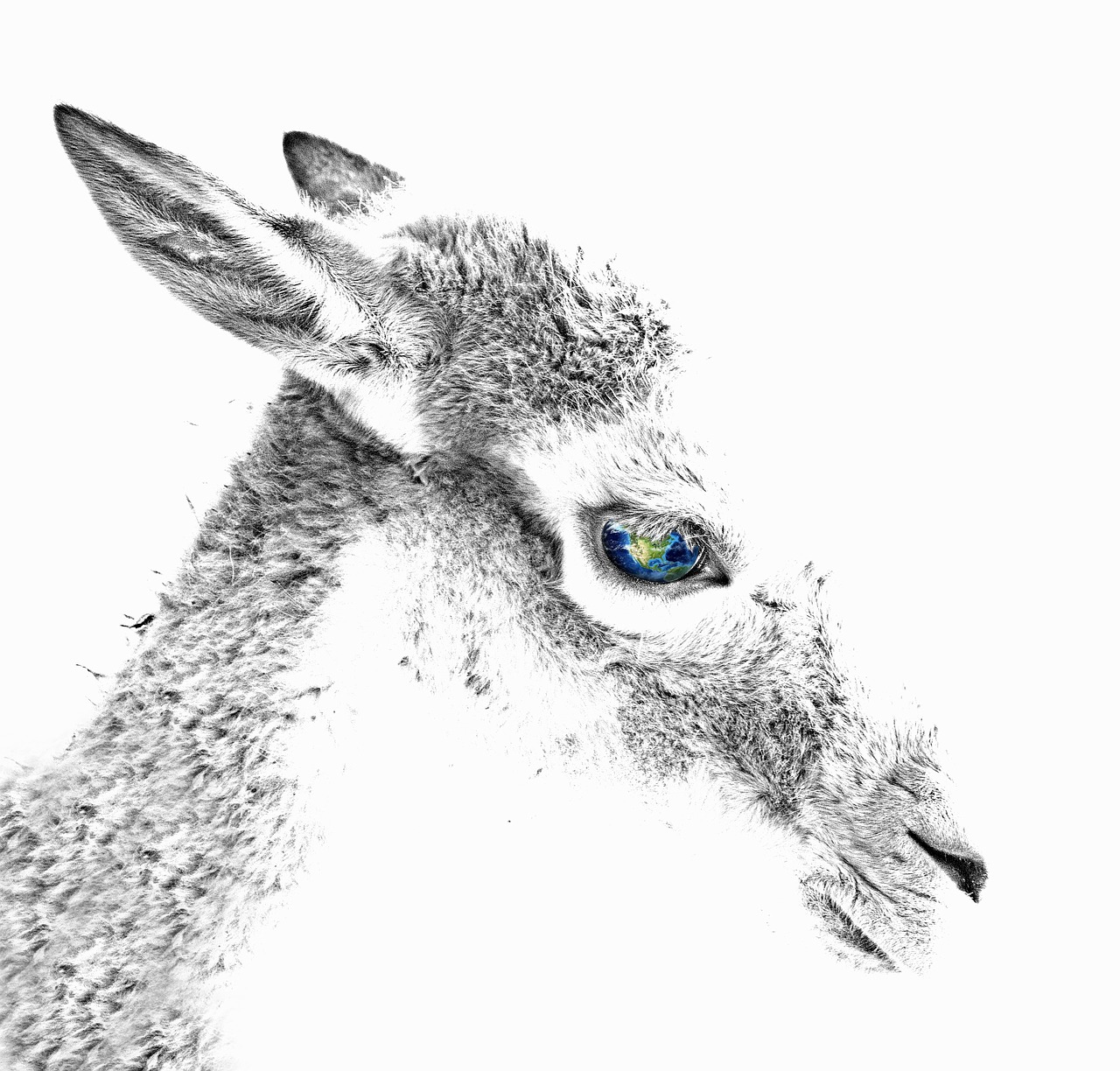 roe deer animal eye free photo