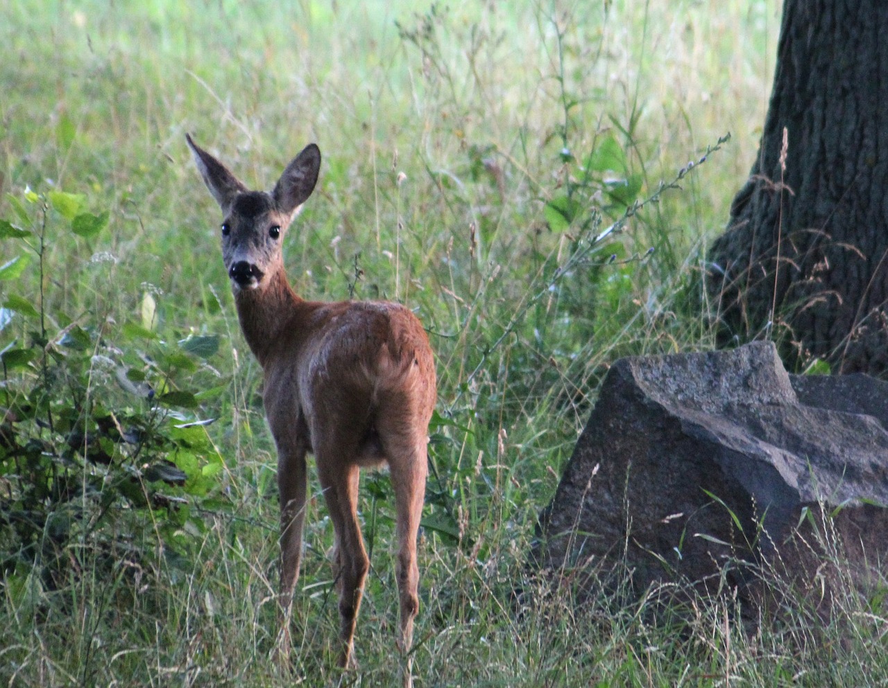 roe deer nature animal free photo