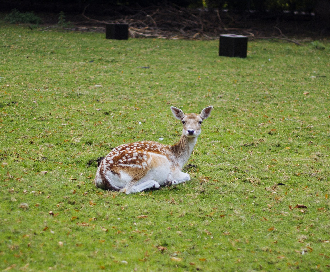 roe deer nature wild free photo