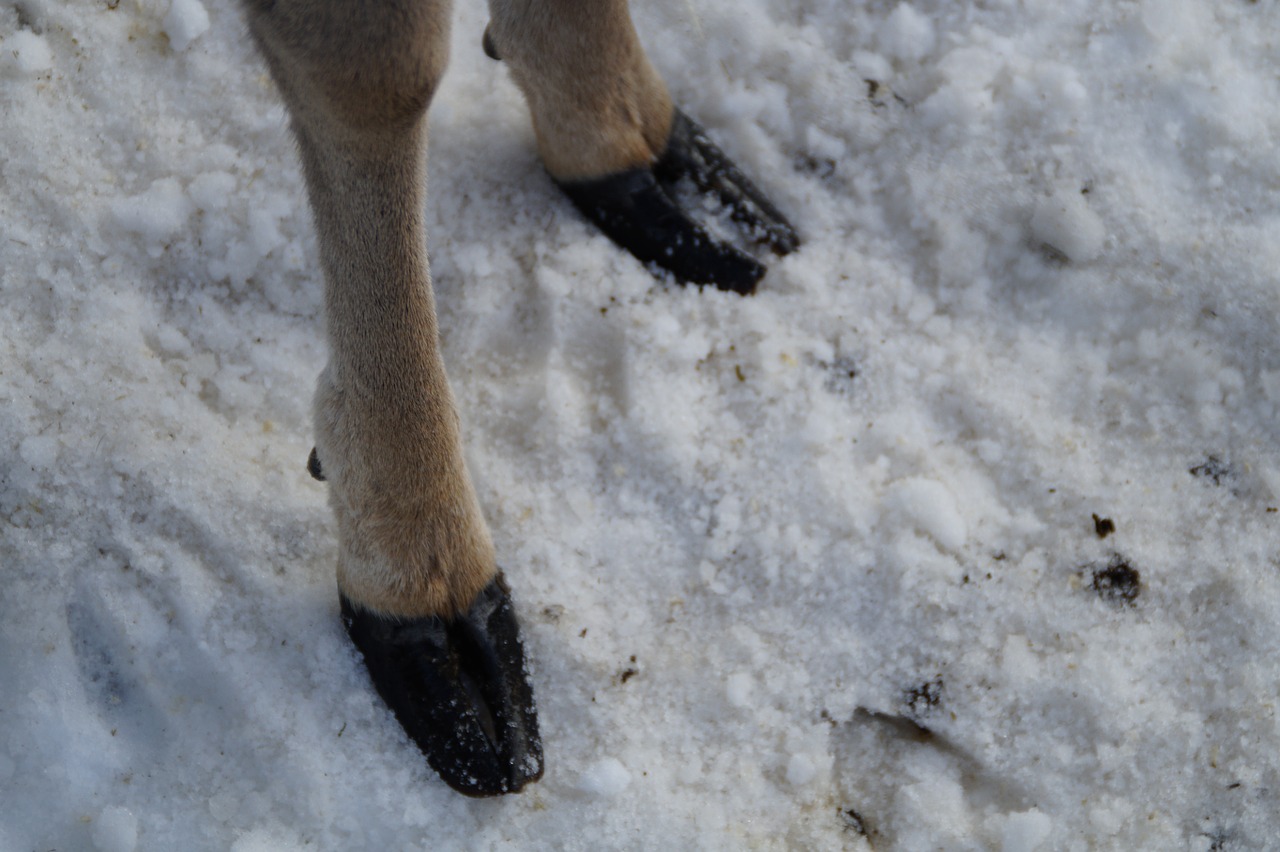 roe deer foot rehfuss free photo