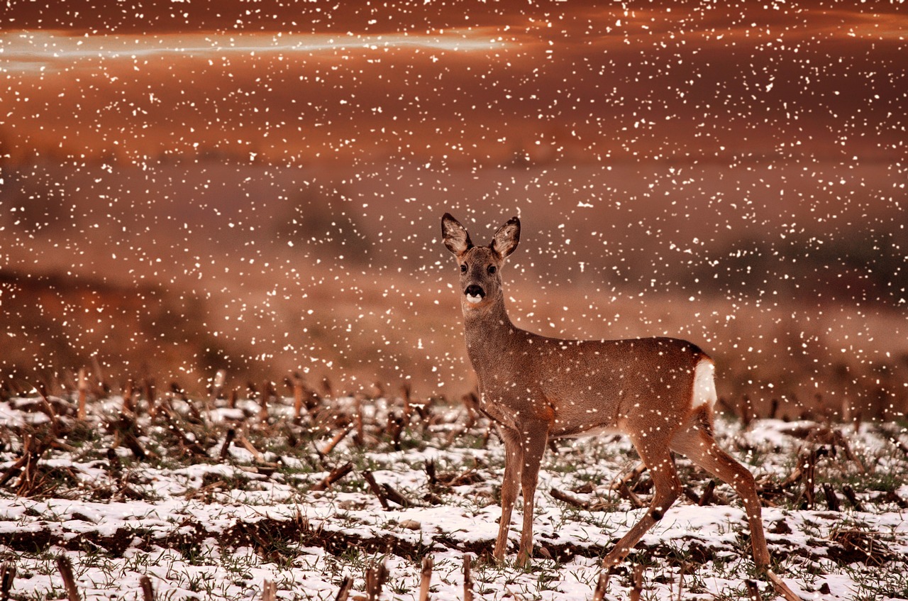 roe deer wild damm wild free photo