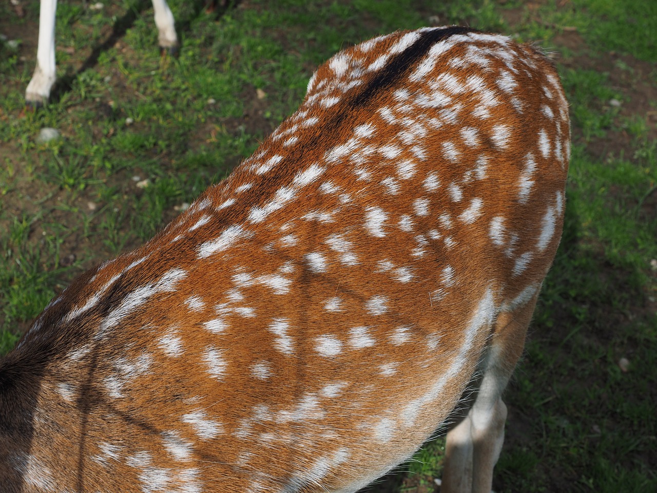 roe deer move points free photo