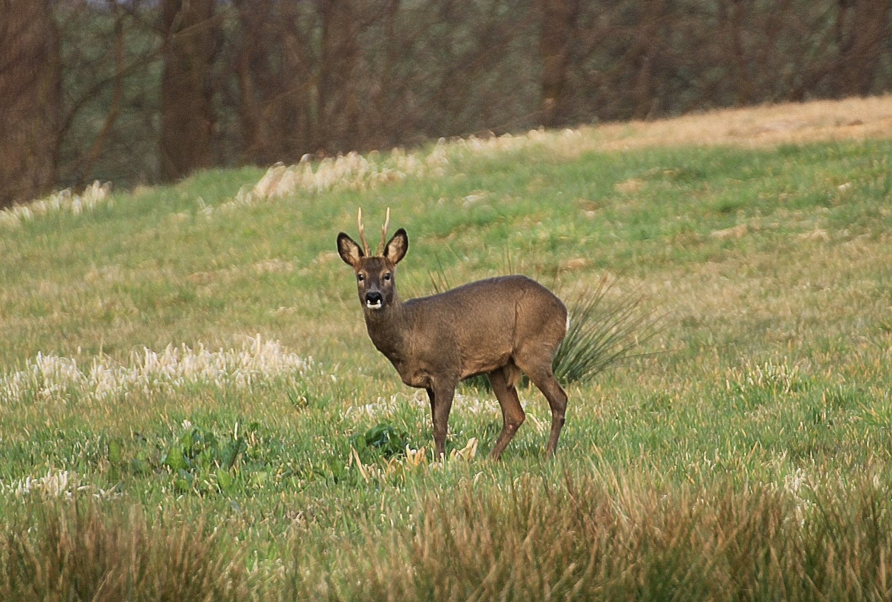 roe deer capreolus capreoluswild scheu free photo