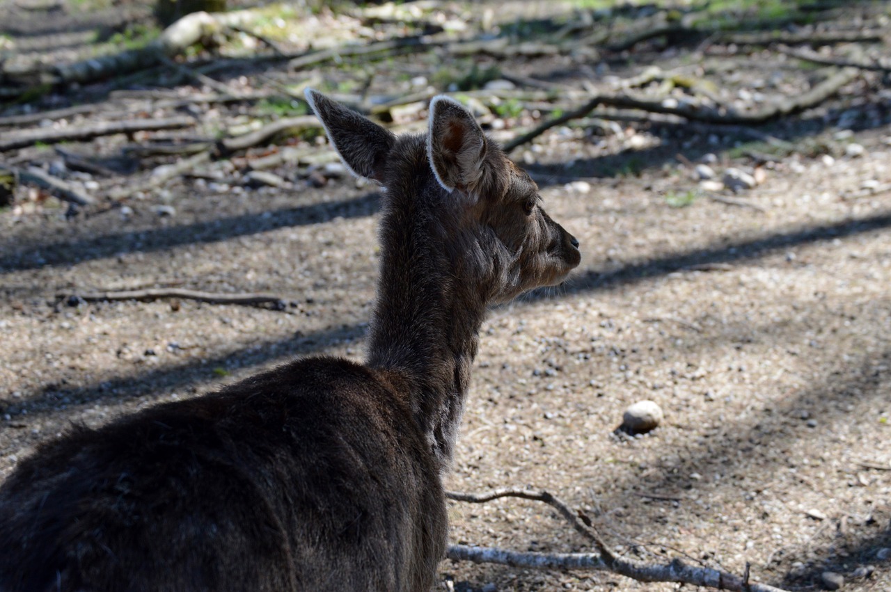 roe deer wild forest free photo