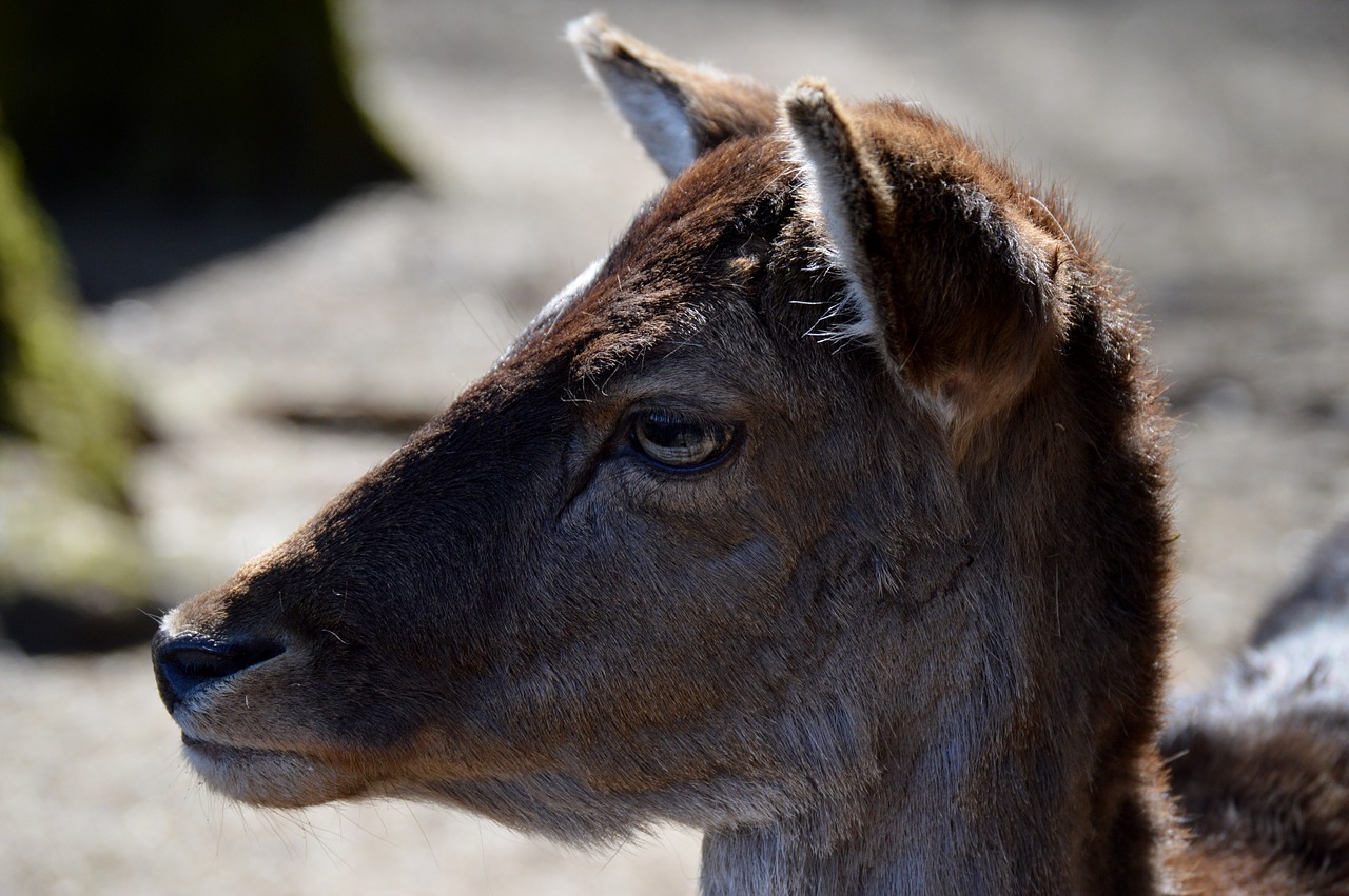 roe deer wild forest free photo