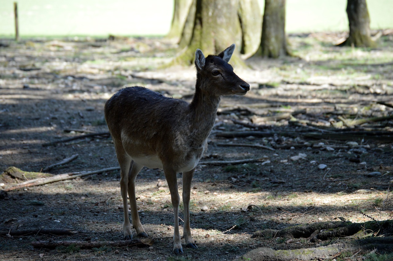 roe deer wild forest free photo