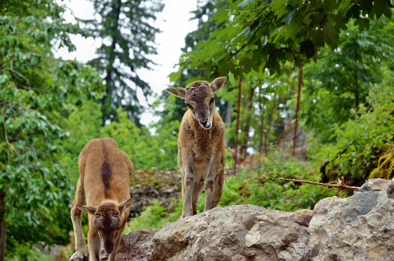 roe deer kitz wild free photo