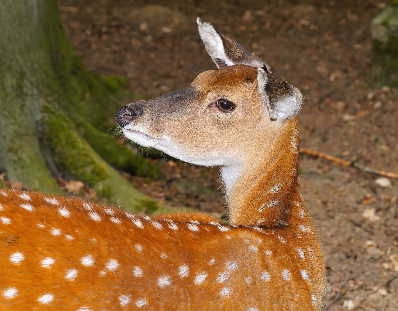 roe deer attention animal free photo