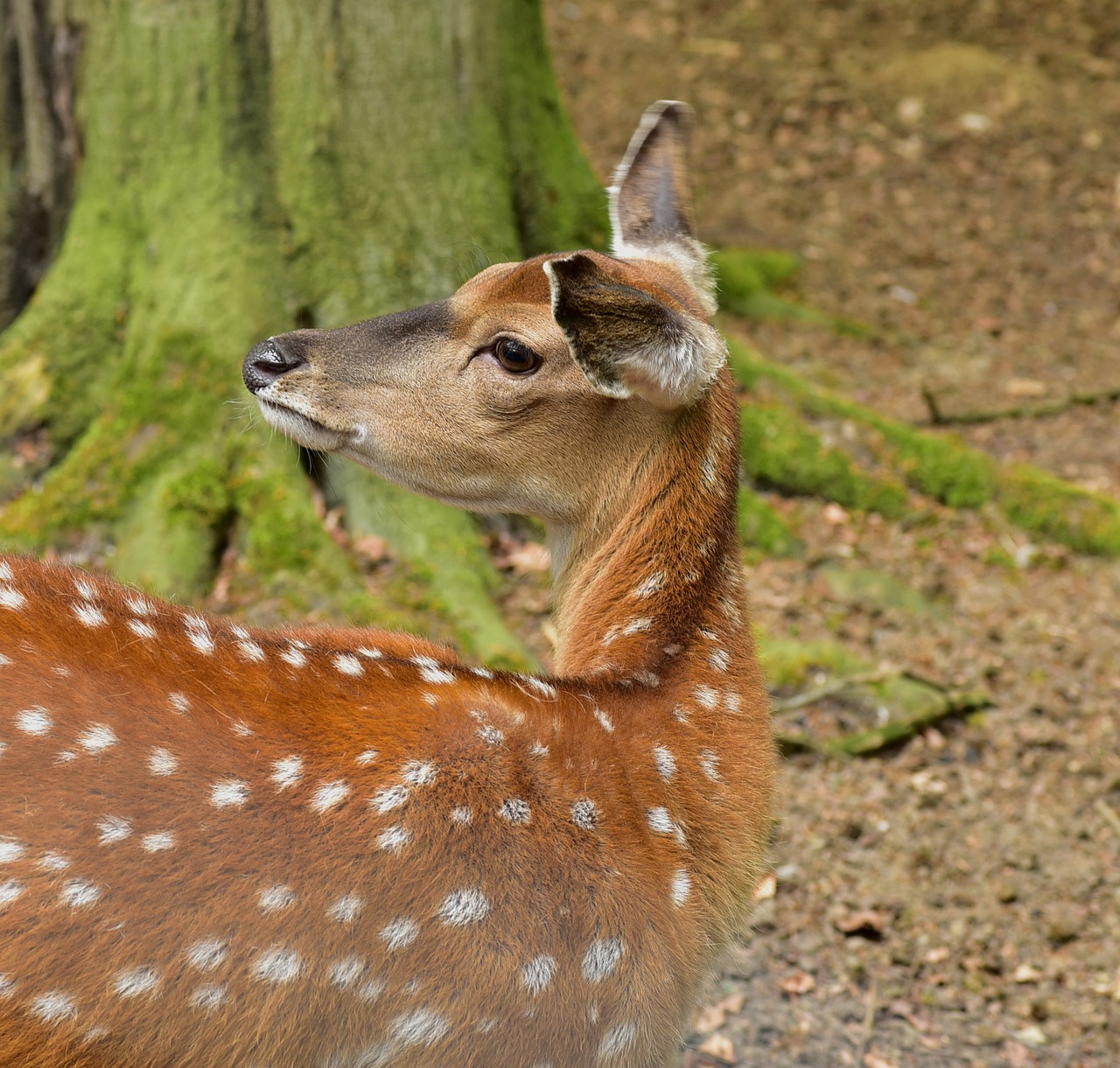 roe deer attention animal free photo