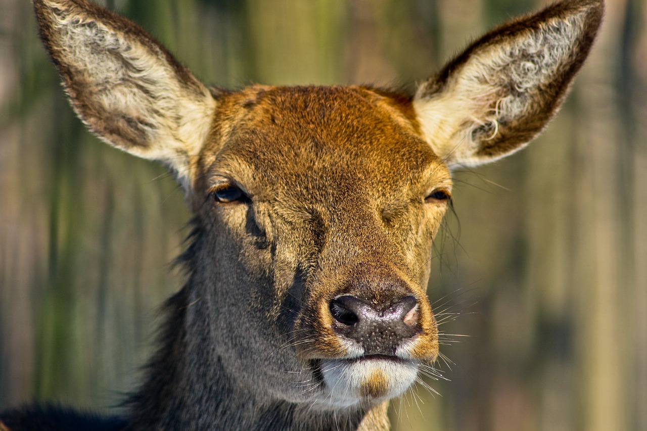 roe deer forest fallow deer free photo