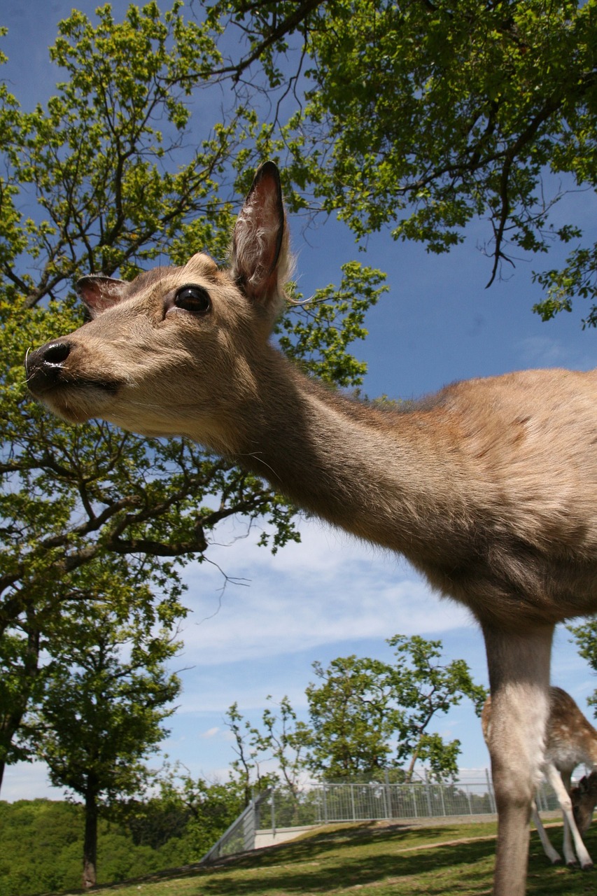 roe deer close mammal free photo