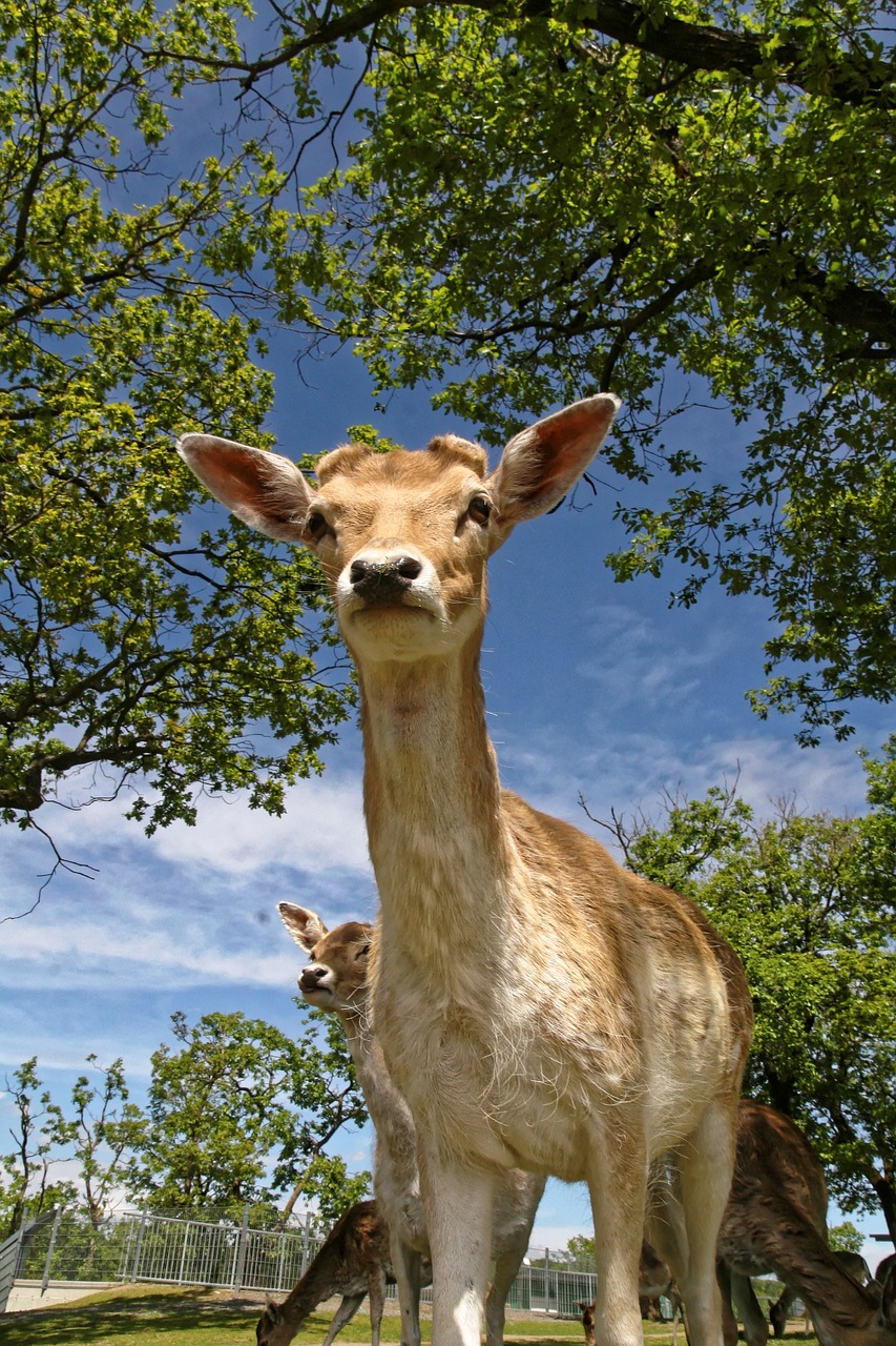 roe deer wild fallow deer free photo