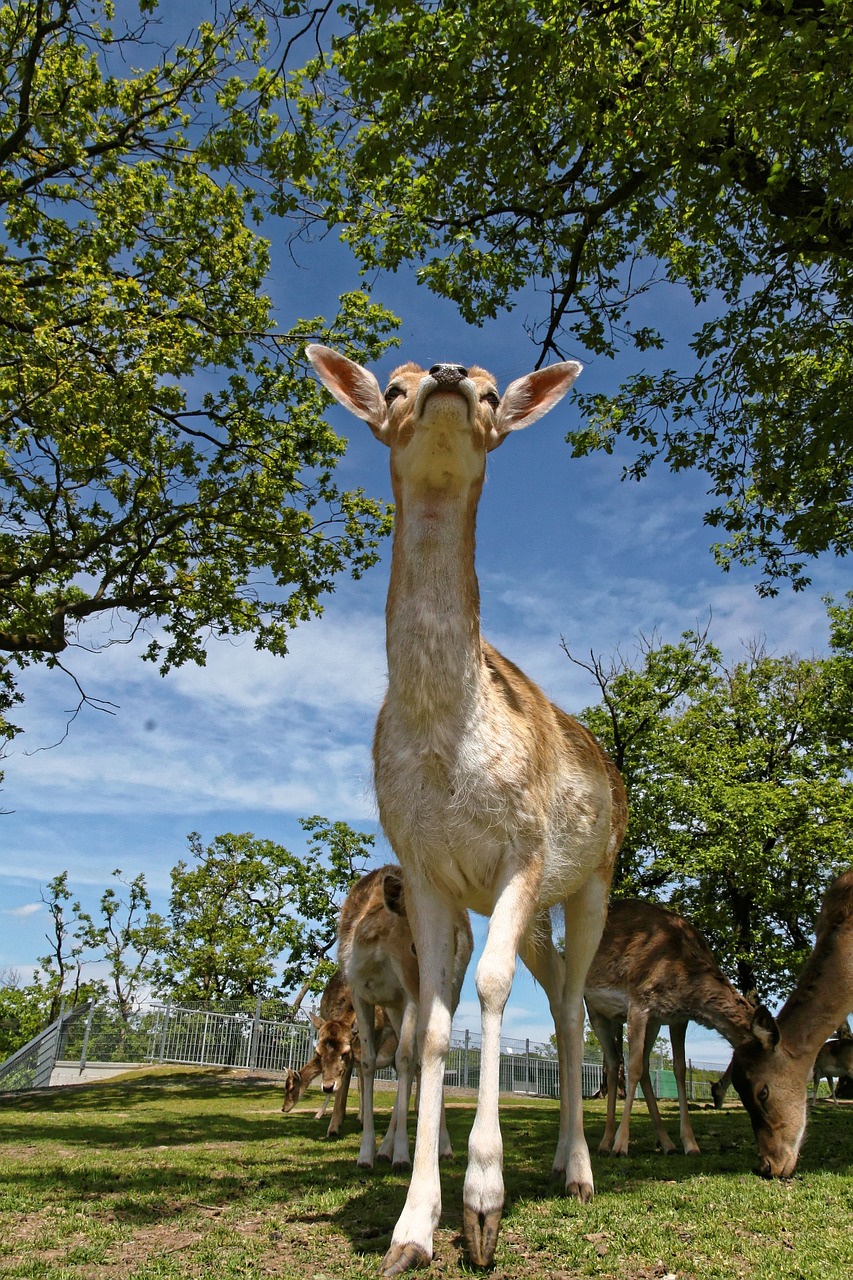 roe deer wild fallow deer free photo