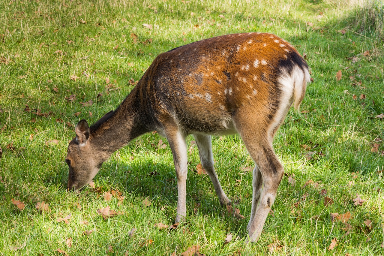 roe deer graze forest animal free photo