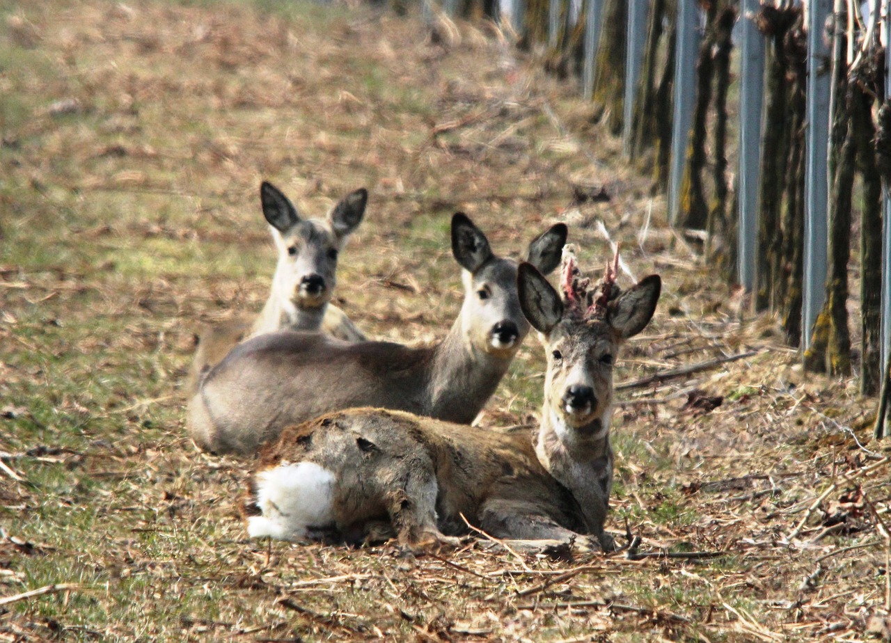 roe deer vineyard spring free photo