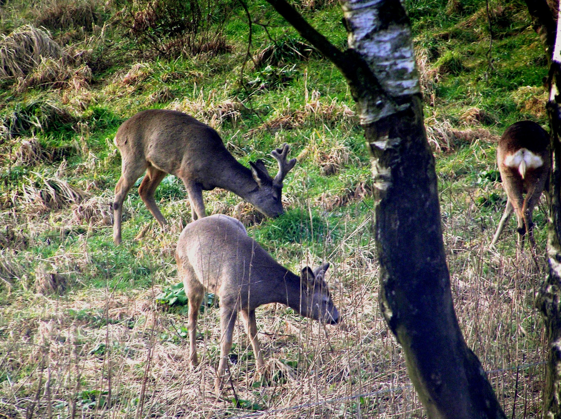 roe deer roe deer free photo