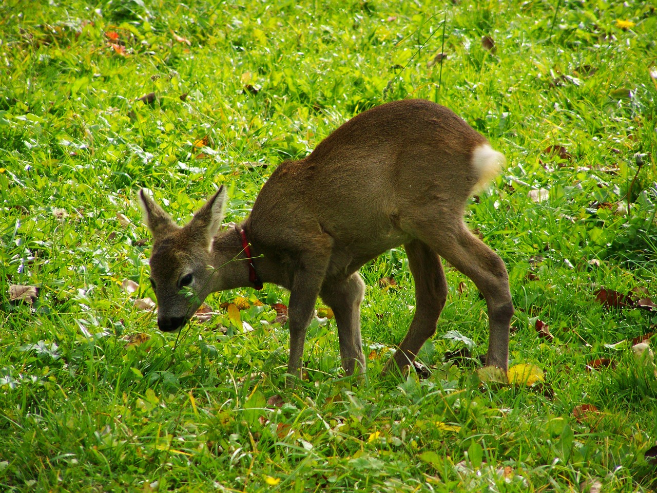 roe deer kid little deer animal free photo