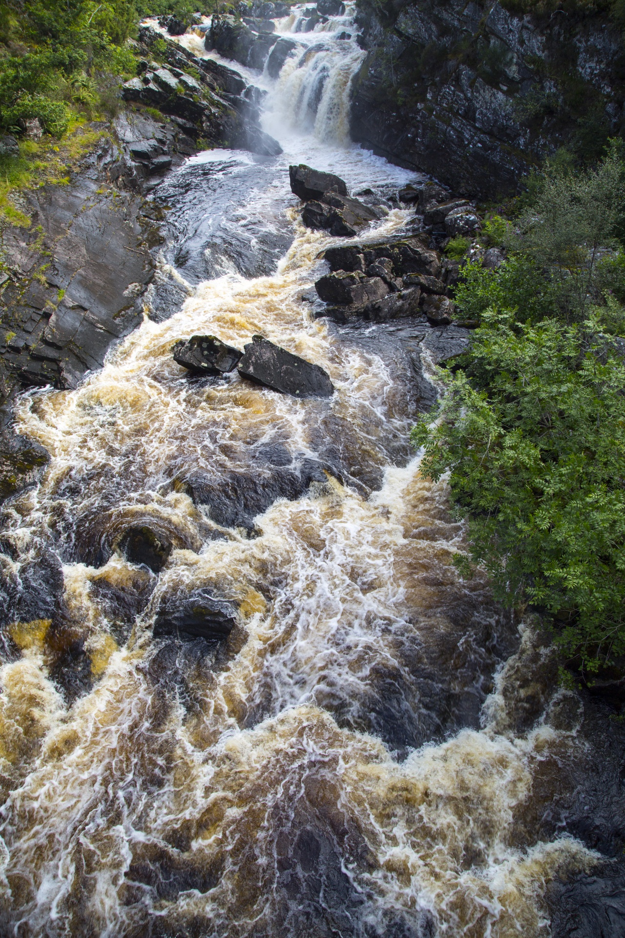 salmon trees tree free photo