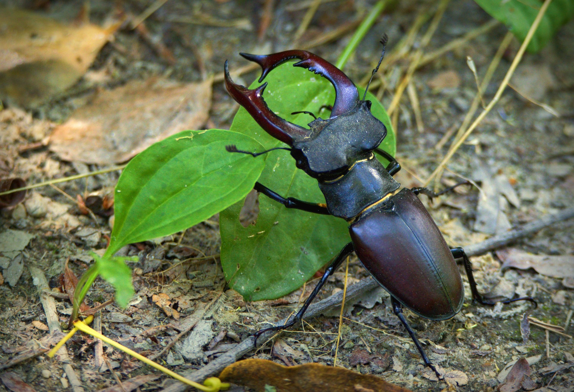 stag beetle lucanus cervus forest insects free photo