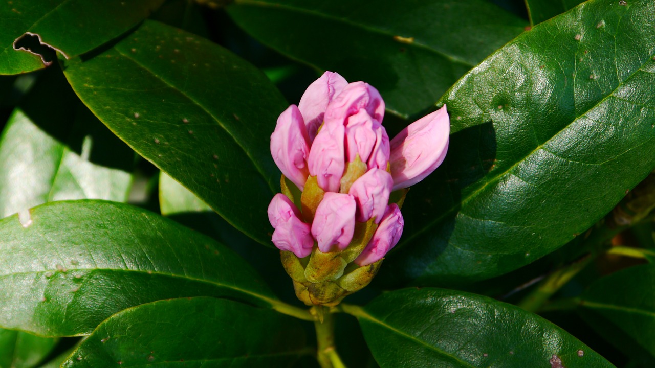 rohdodendron blossom bloom free photo