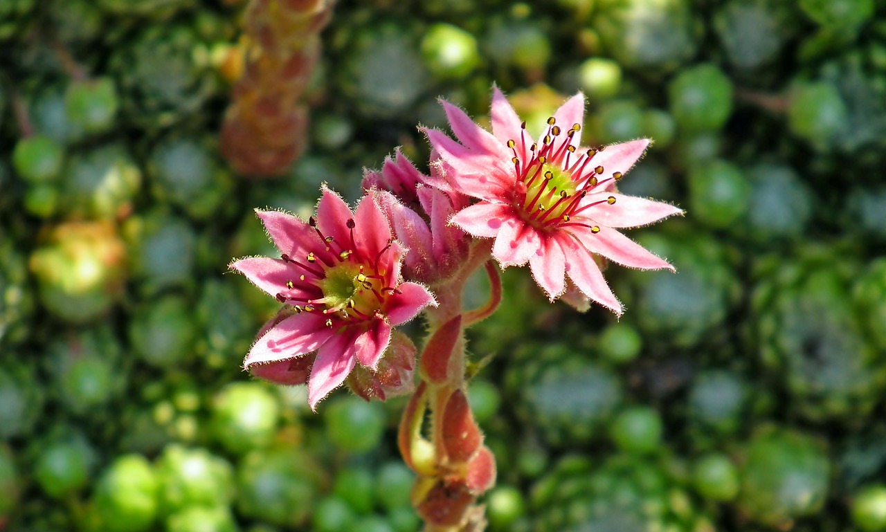 rojnik  flowers  macro free photo