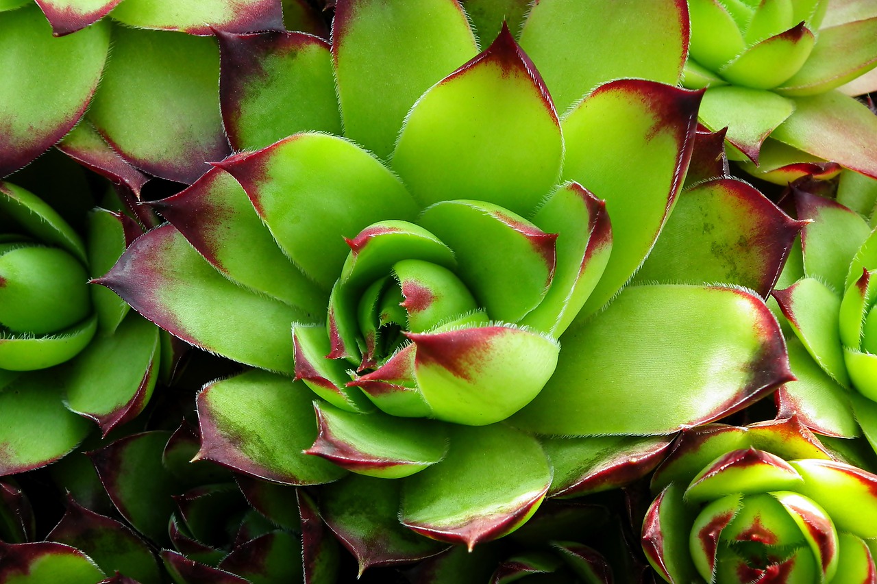 rojnik  rosette  plant free photo