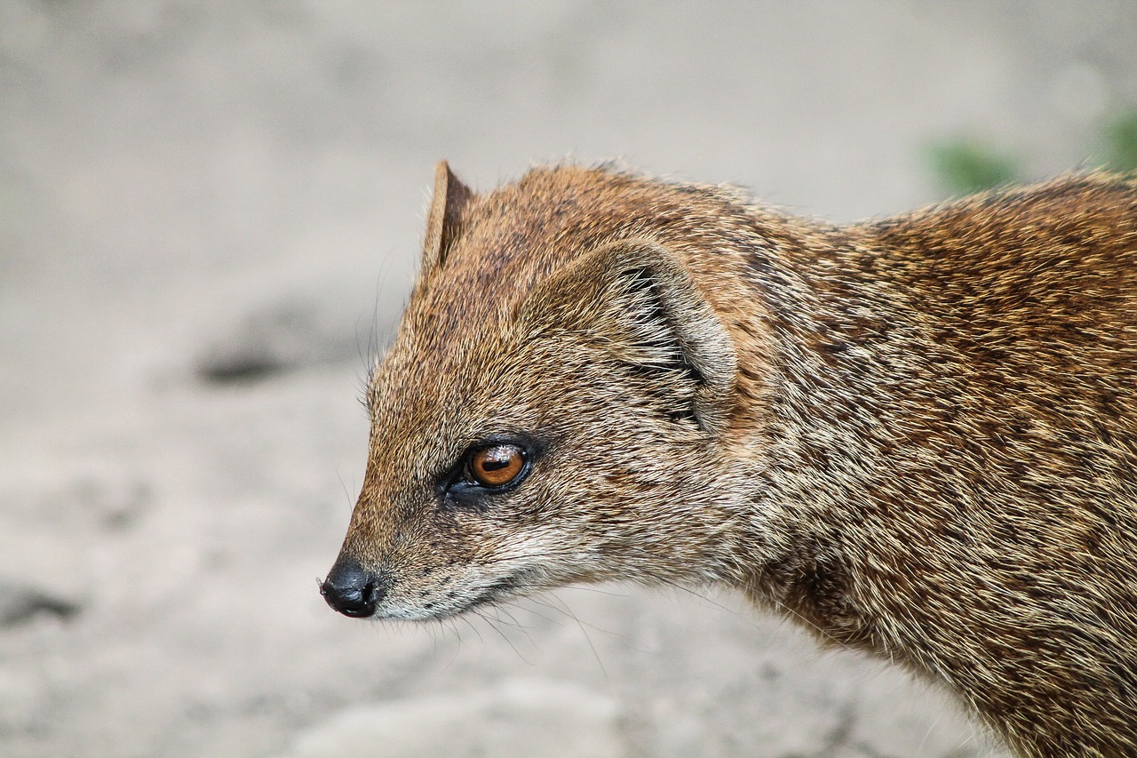 rókamanguszta mongoose red free photo