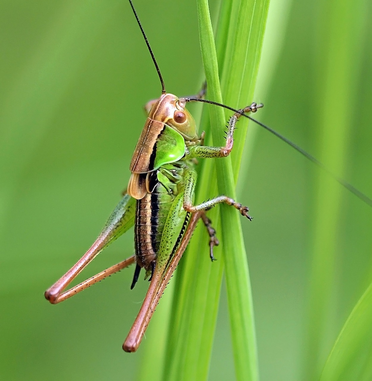 insect nature live free photo